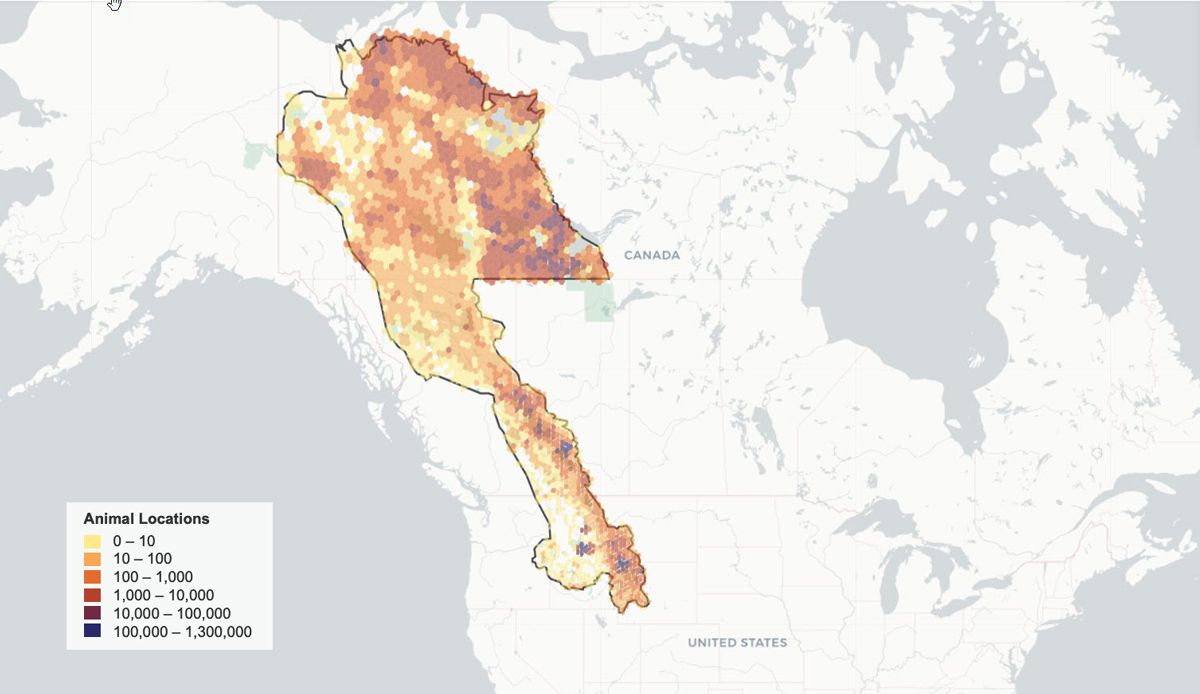 Mappa del Canada e degli Stati Uniti che evidenzia il corridoio migratorio da Yellowstone a Yukon (Y2Y) e mostra i dati sul tracciamento degli animali all'interno del corridoio.