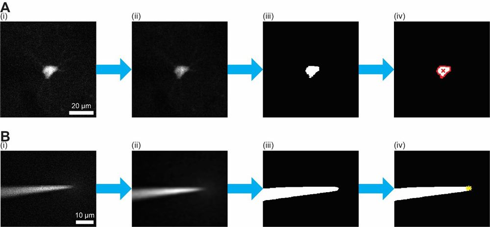 Figure 5. Image processing steps for detecting (A) the centroid of a target cell and (B) the tip of a pipette, showing (i) the raw microscope image, (ii) the filtered image, (iii) the binary image, and (iv) the overlay of the binary image with the detected features. Red outline = outline of the cell; red x = centroid of the cell; yellow star = tip of the pipette. 