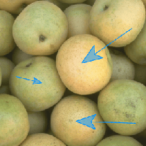 Blue arrows overlaid on an image of pears