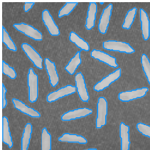 Blue open polylines overlaid on a grayscale image of rice grains