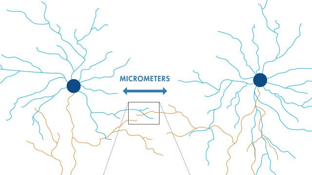 Ricostruzione di mappe neurali da dati di microscopia elettronica con il Deep Learning